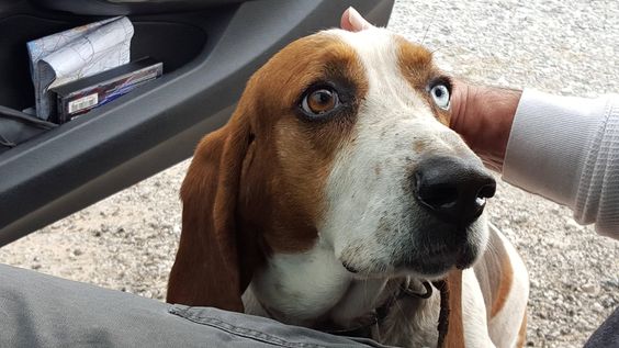 basset hound staring car