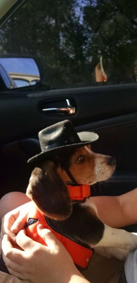 beagle cowboy pics
