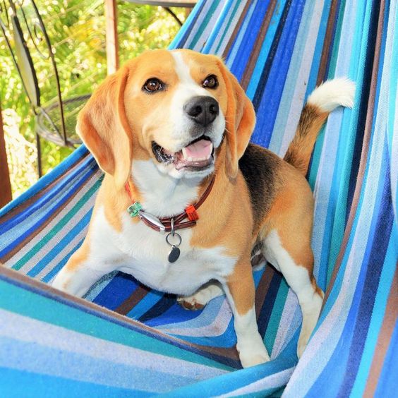 beagle hammock dog pics