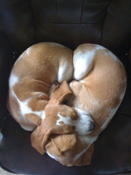 beagle heart hugs