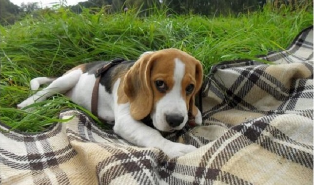 14 Things That Make Beagles Happy 3