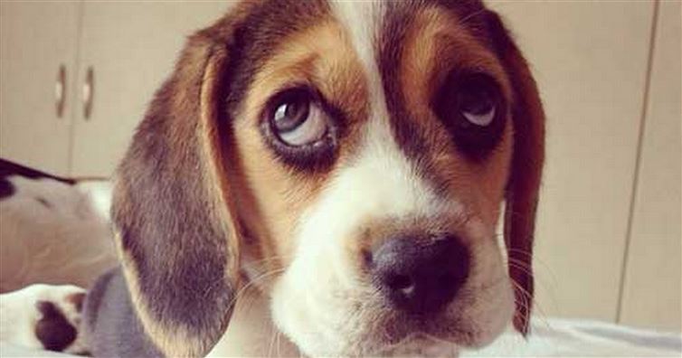 24 Dog Quotes For People Who Love Dogs 7