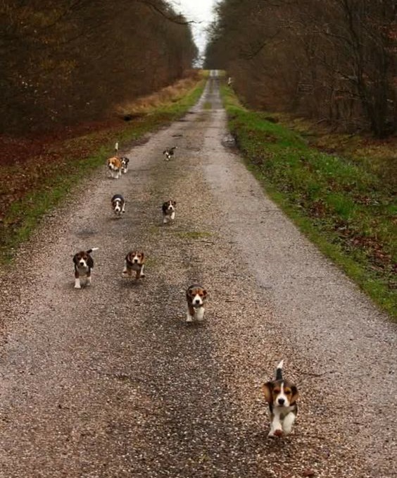 beagle road trips puppies