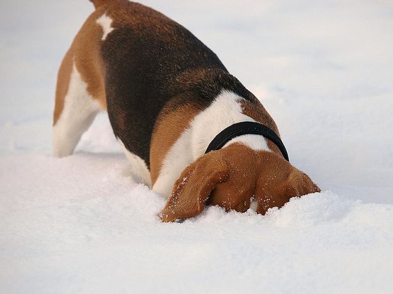 beagle winter snow