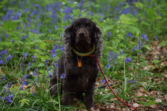 black cocker spaniel flowers