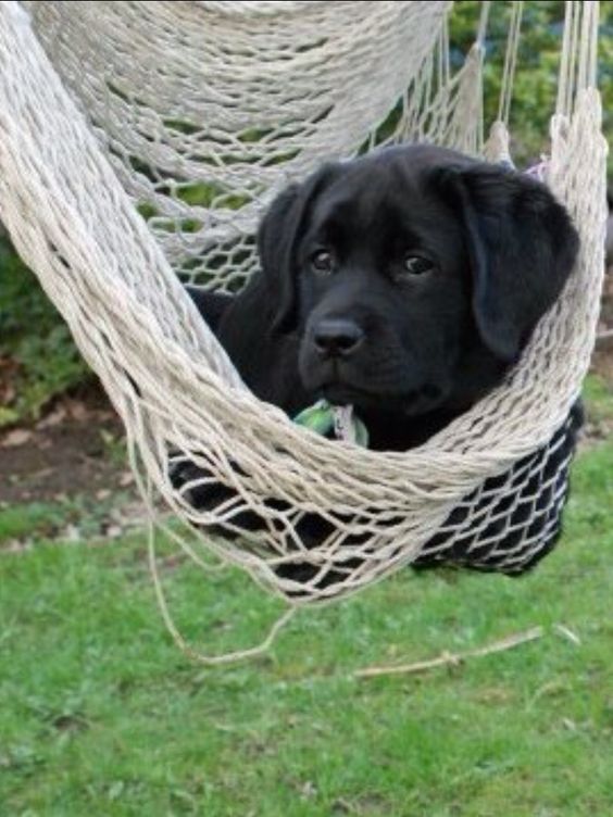 black labrador hammock dog