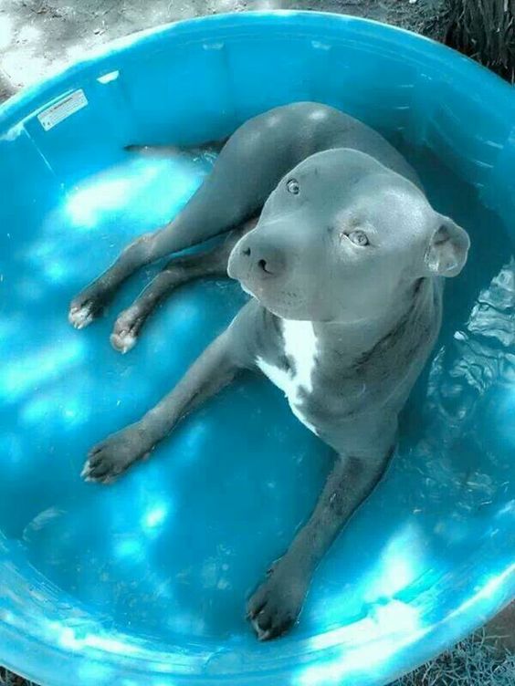 blue pit bull summer pool