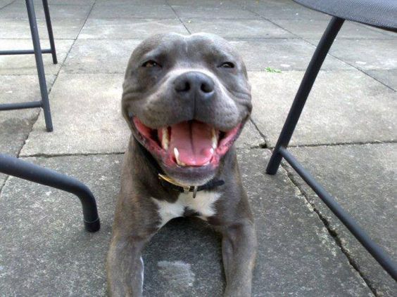 blue staffie smile hot