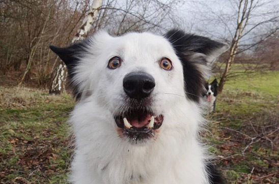 border collie face