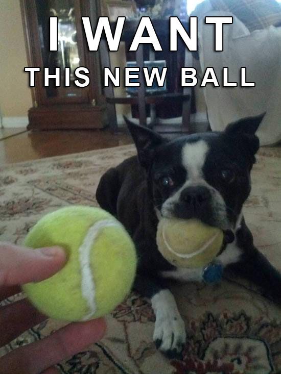 boston terrier and balls