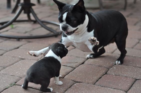 boston terrier family
