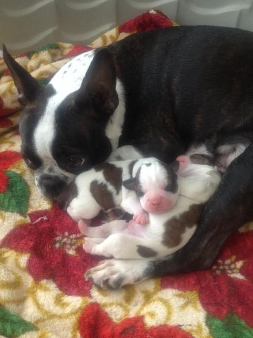 12 Boston Terrier Property Laws 5 boston terrier family