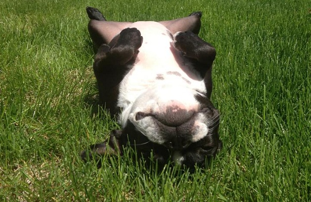 10 Hilarious Photos That Prove Boston Terriers Can Sleep Absolutely Anywhere 7