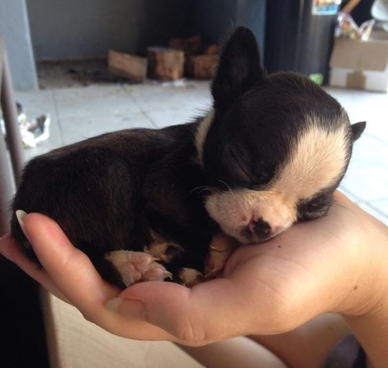 boston terrier puppy nap