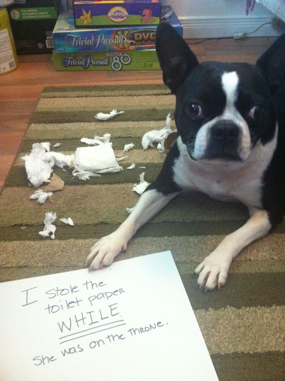 12 Boston Terrier Property Laws 10 boston terrier shaming