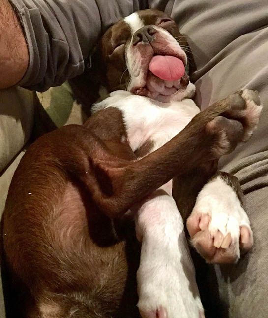 boston terrier sleeping funny