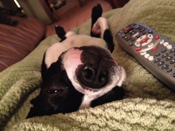 12 Boston Terrier Property Laws 11 boston terrier tired