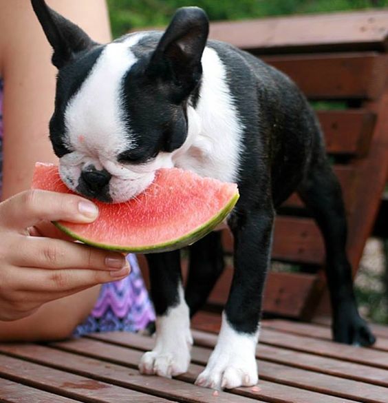 12 Boston Terrier Property Laws 8 boston terrier watermelon