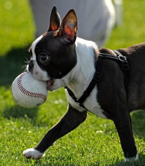 12 Boston Terrier Property Laws 2 boston terrier with ball