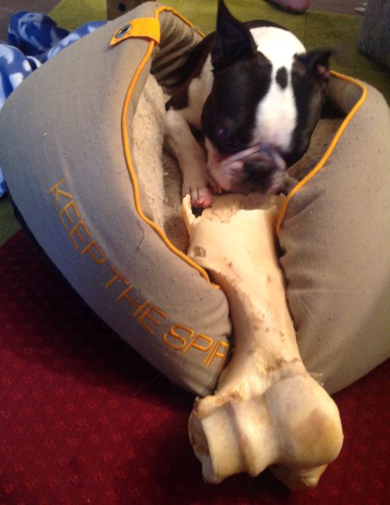 boston terrier with bone
