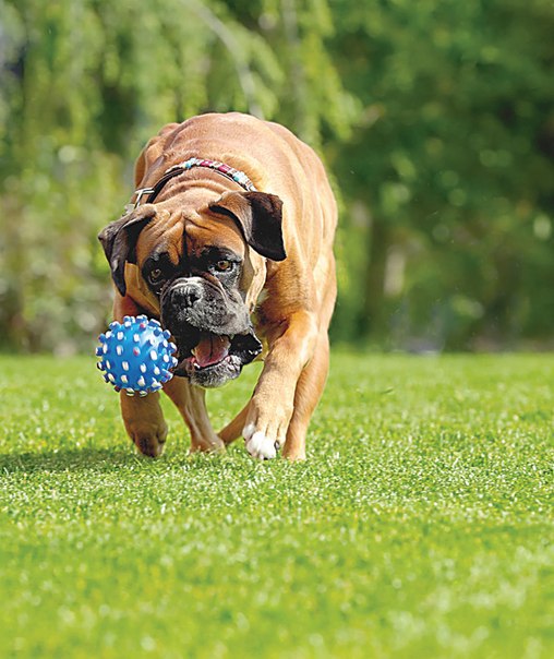 boxer dog playing fetch