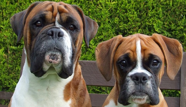 12 Boxer Dog Property Laws 7
