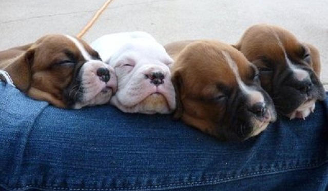 17 Hilarious Photos That Prove Boxer Dogs Can Sleep Absolutely Anywhere 9