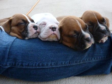 boxer dogs puppies pics