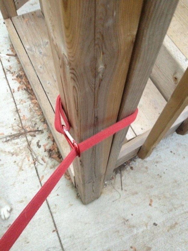 carabiner leash dog