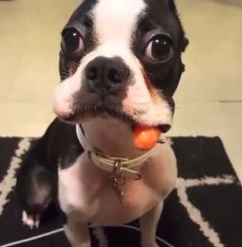 carrot-thief-boston-terrier