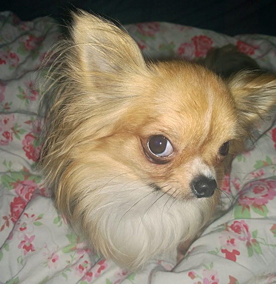 chihuahua face