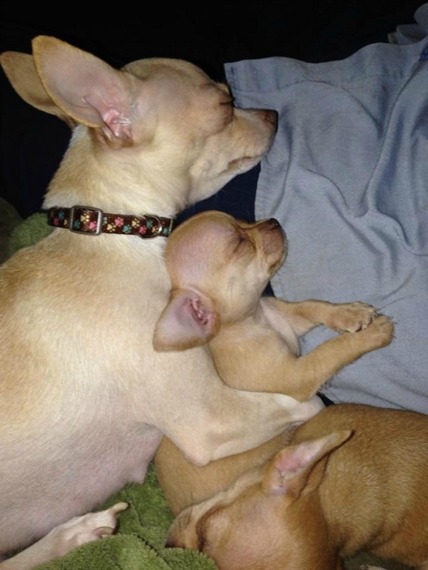 chihuahua mom puppy sleeping
