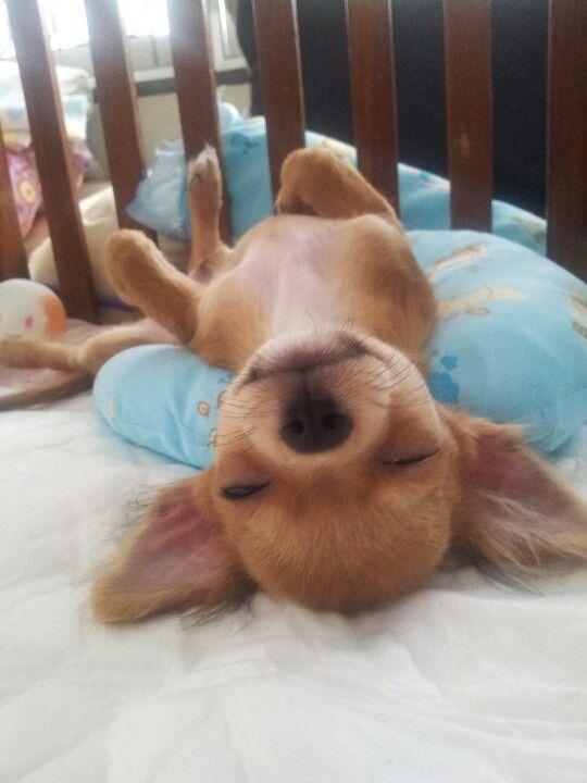 chihuahua sleeping dog