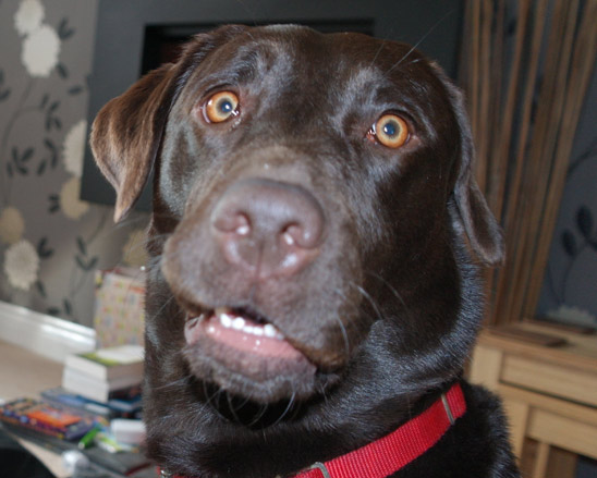chocolate labrador face