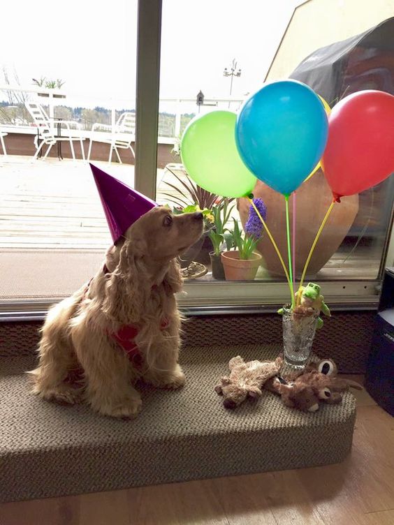 cocker spaniel dog balloons