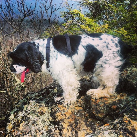 cocker spaniel dog hiking