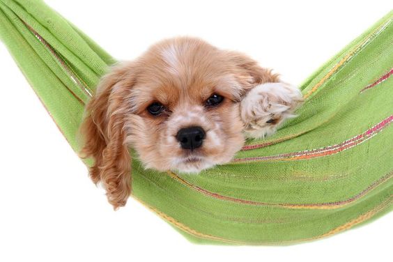 cocker spaniel hammock