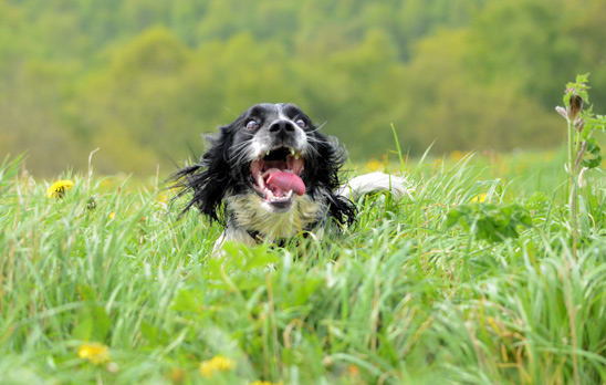 cocker spaniel in grass