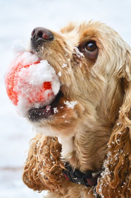 cocker spaniel playing ball snow