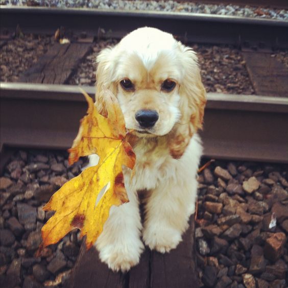 cocker spaniel puppy in the fall with a leaf