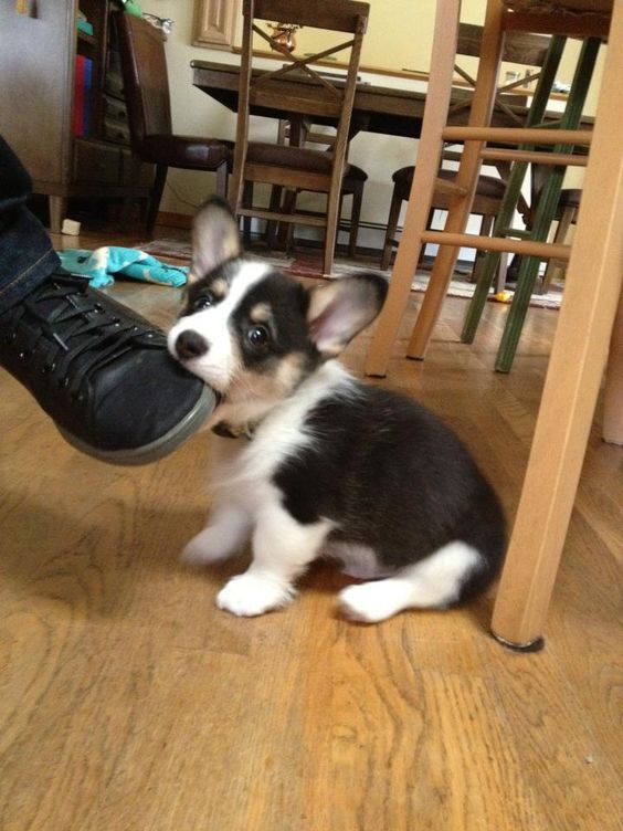 corgi biting dog boot pup