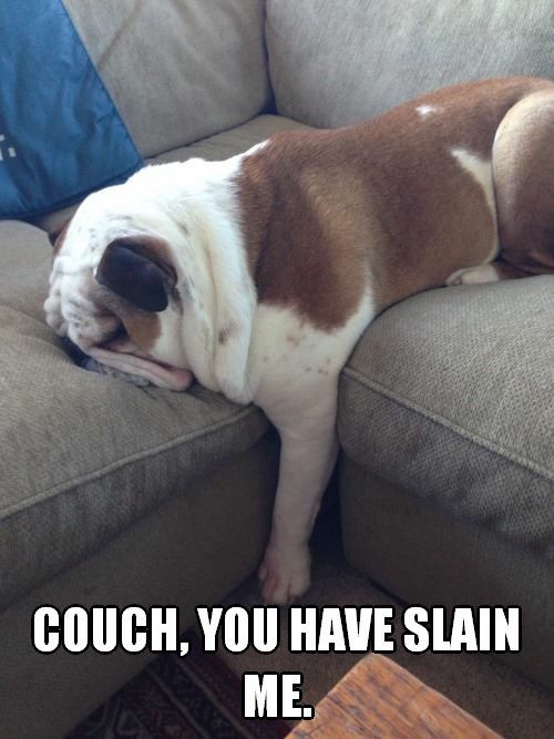 couch english bulldog meme
