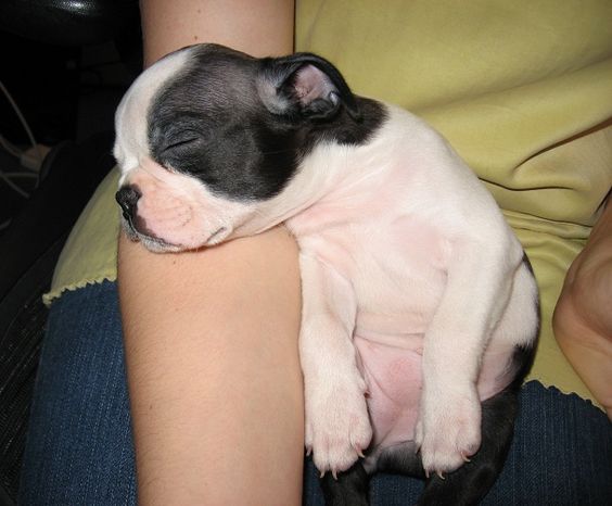 cute boston terrier puppy