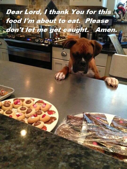 cute boxer dog food going to eat