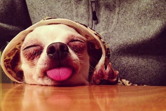 cute chihuahua dog tongue