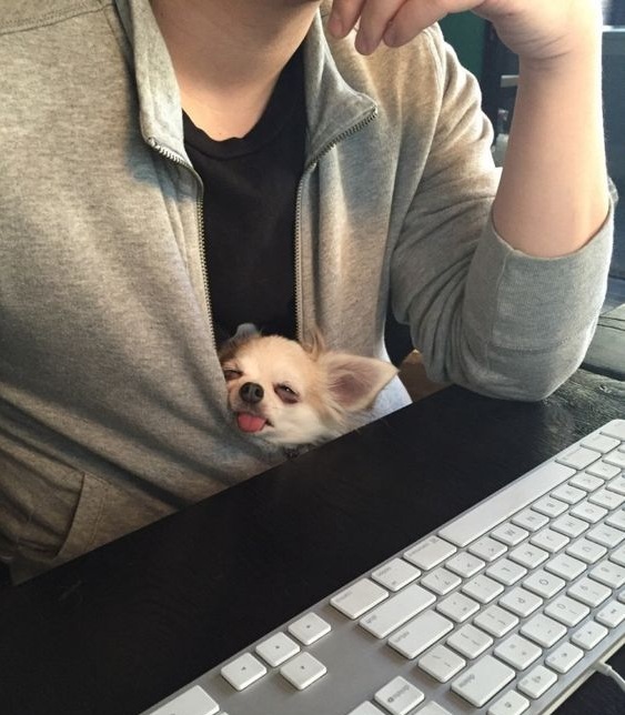 cute chihuahua dog