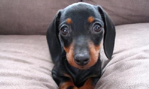 12 Dachshund Property Laws 6