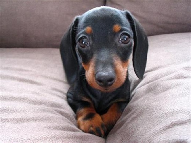 cute dachshund puppy