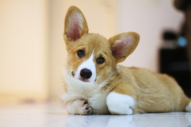 cute dog corgi photo pics pup