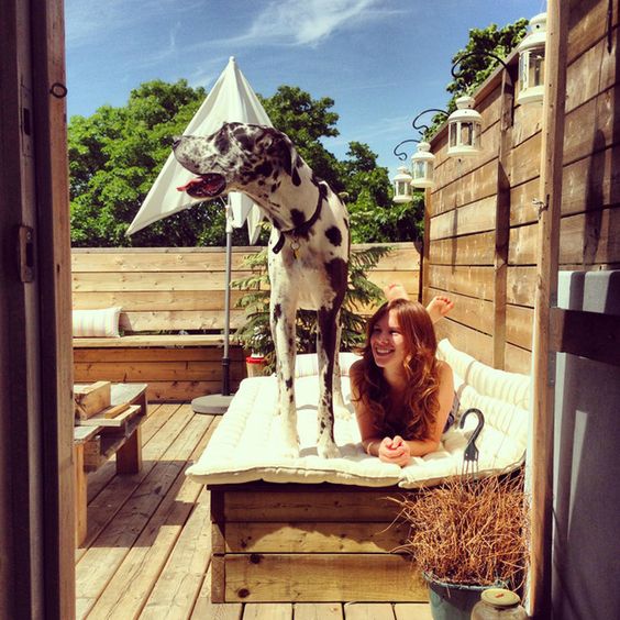 cute dog great dane shade girl